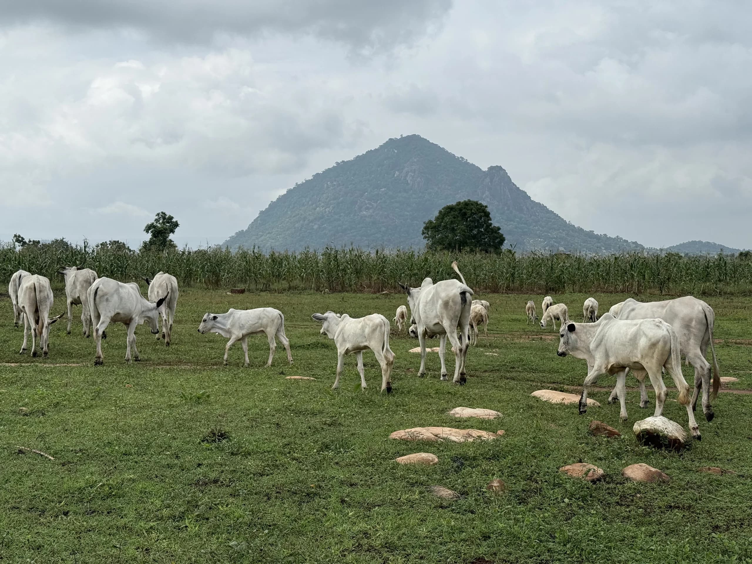 Ero Mountain Veterinary Clinic
