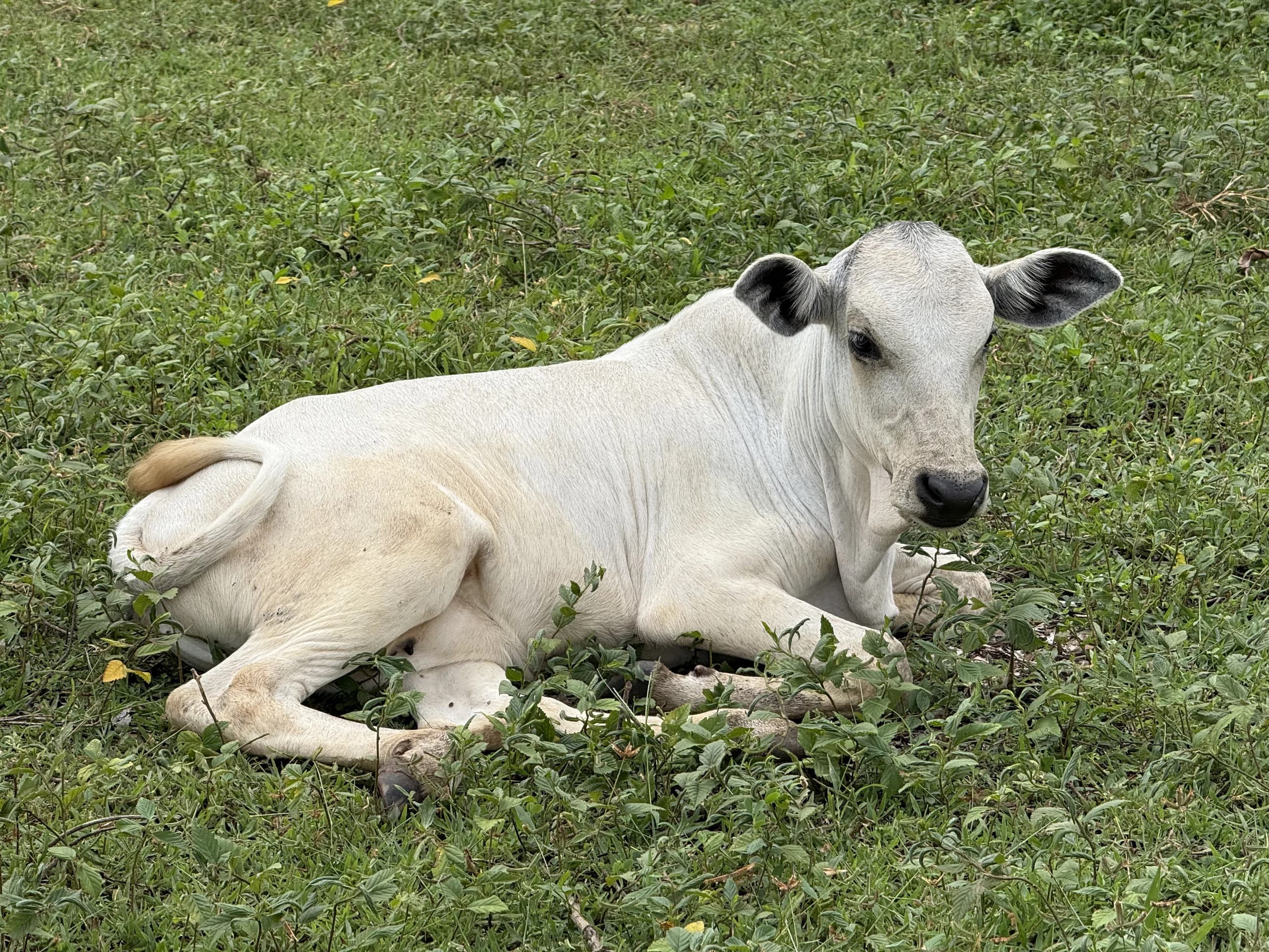 Ero Mountain Grazing Reserve